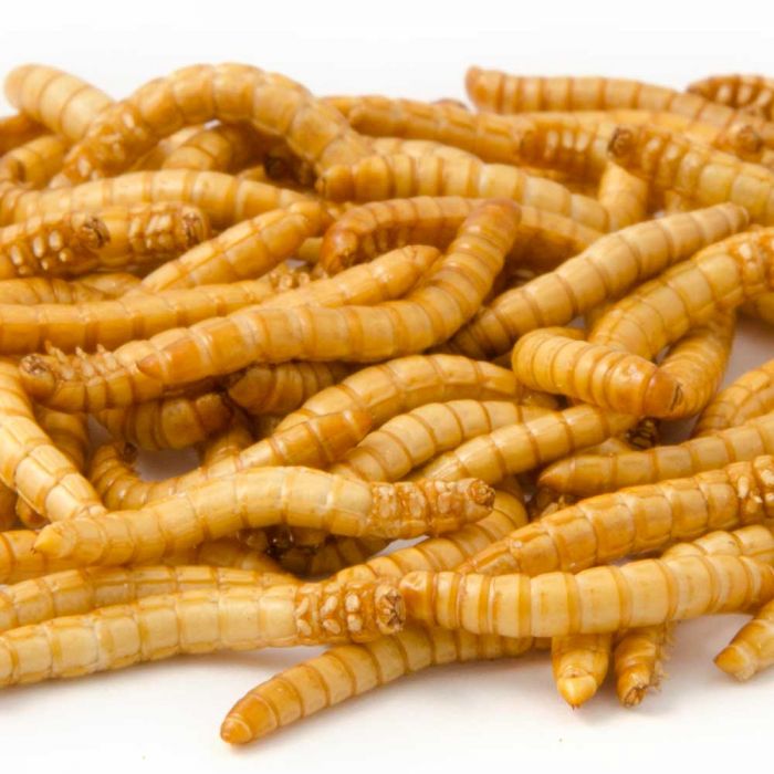 CJ Wildlife Dried Mealworms 50g