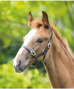 Shires Blenheim Adjustable Leather Headcollar