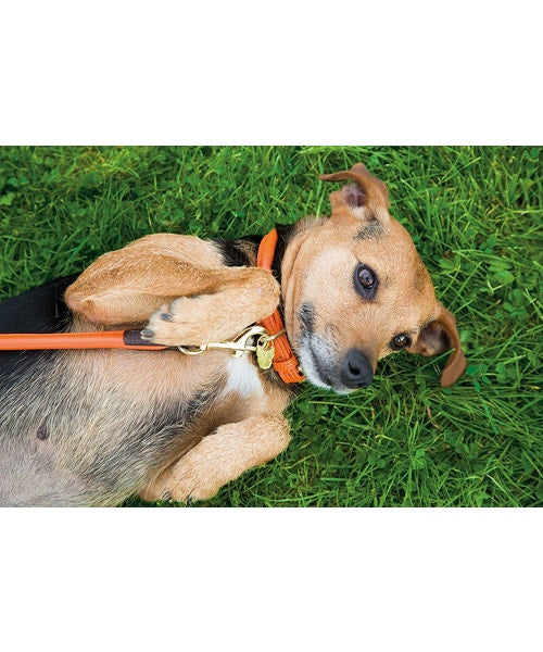 Shires Digby & Fox Rolled Leather Dog Lead